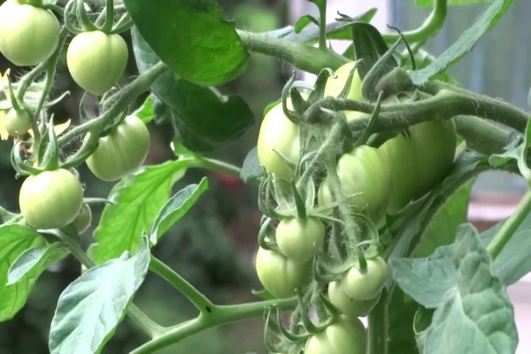 tomaten prima donna bewertungen