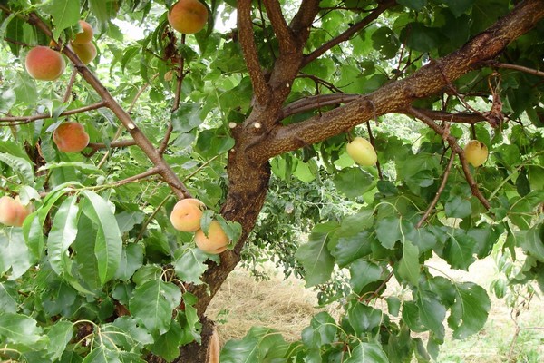 pear grafting + on an apple tree