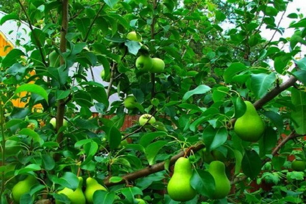 Birnenveredelung + an einem Apfelbaum