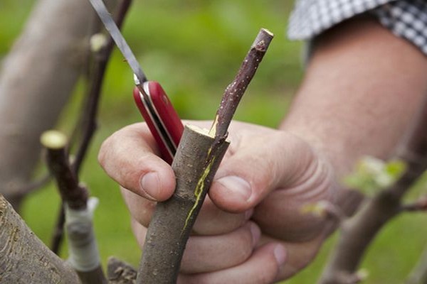 grafting of pears with a handle