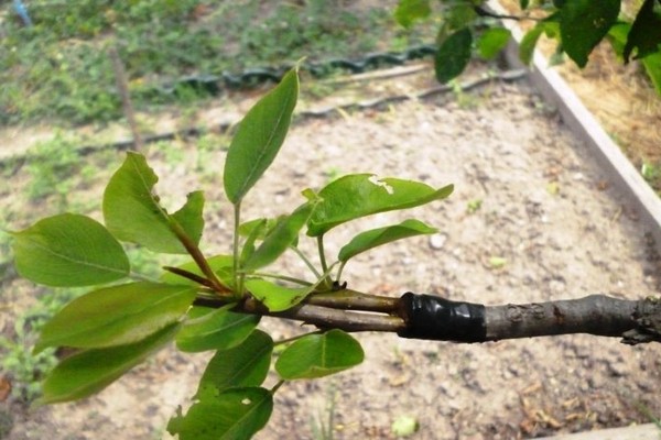 summer pear grafting