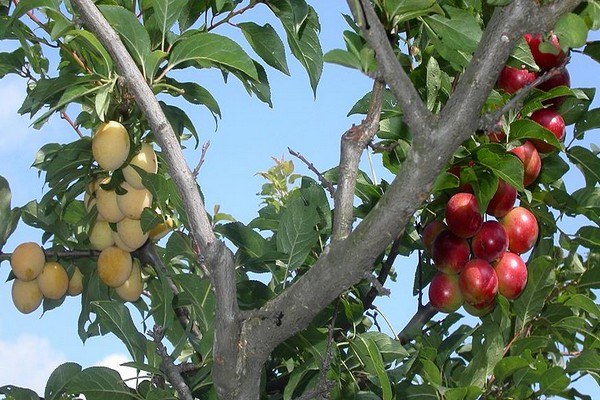 Birnenveredelung im Sommer