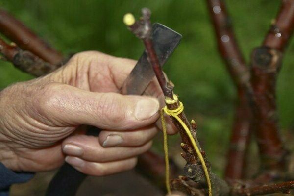 how to plant cherries