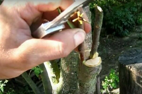 how to plant cherries