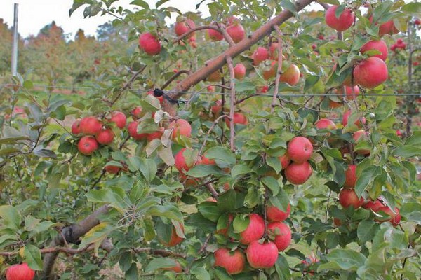 apple tree