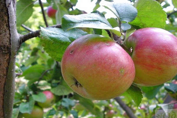 Apfelbaum bodenständig Beschreibung Foto