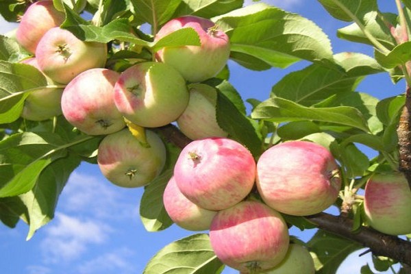 paglalarawan ng puno ng apple down-to-Earth