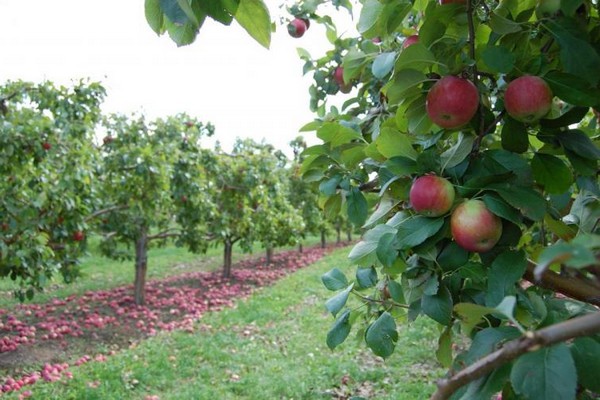 apple tree lantern photo