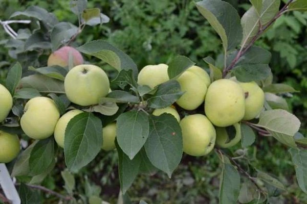 apfelbaum bodenständige bewertungen