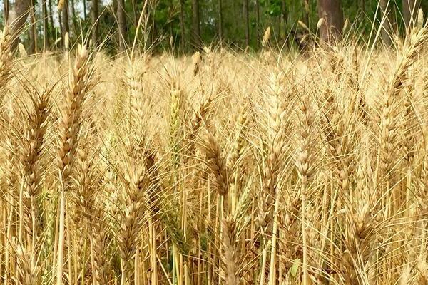 Weizen als Gründüngung Vor- und Nachteile