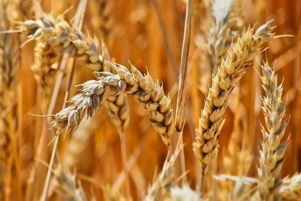 Weizen als Gründüngung im Herbst