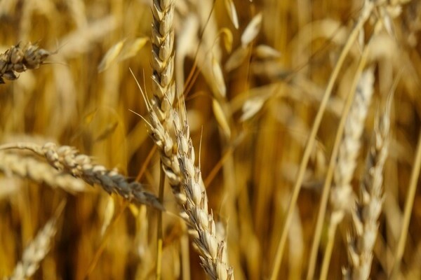 green manure for wheat