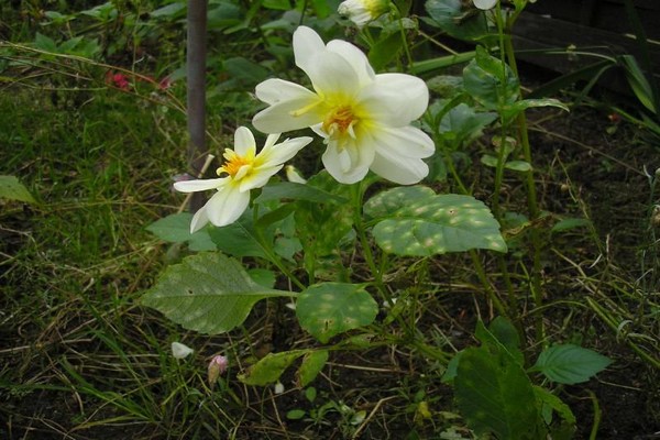 dahlia disease pictures