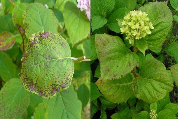 hydrangea disease