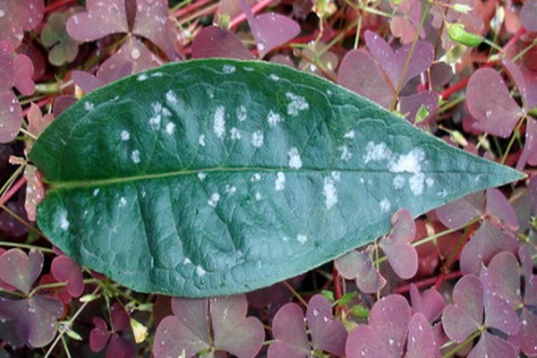 + brown spots on hydrangeas