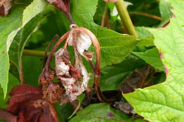 spots + on hydrangeas