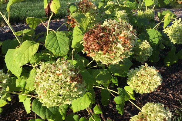 sakit na hydrangea paniculata