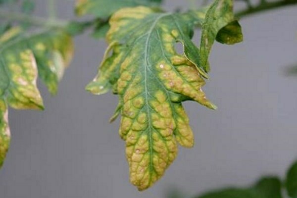 spots + on tomatoes + in the greenhouse