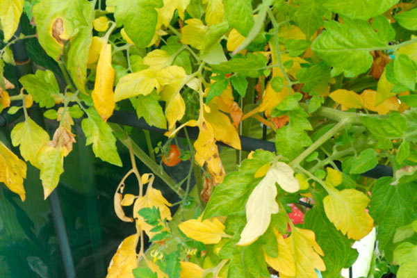 Flecken + auf Tomaten