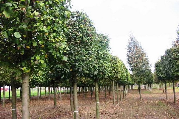 distance between apple trees + when planting