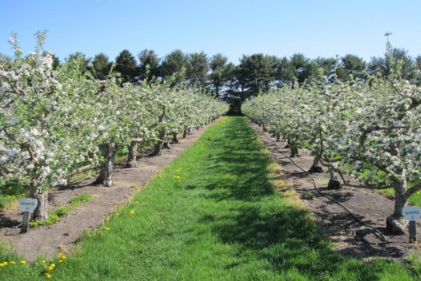 distance between apple trees