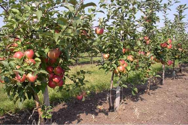 distance between apple trees