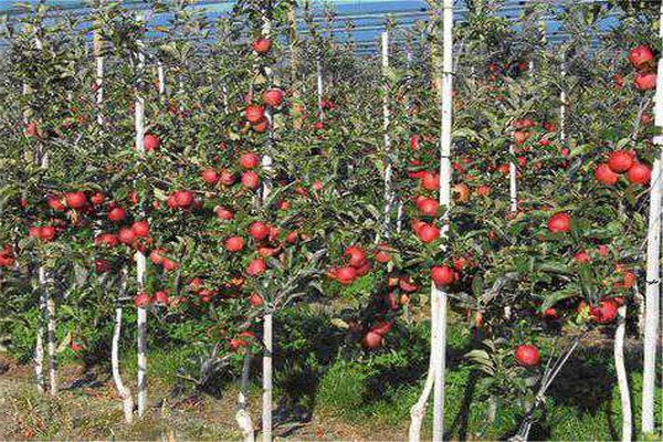 distance between apple trees