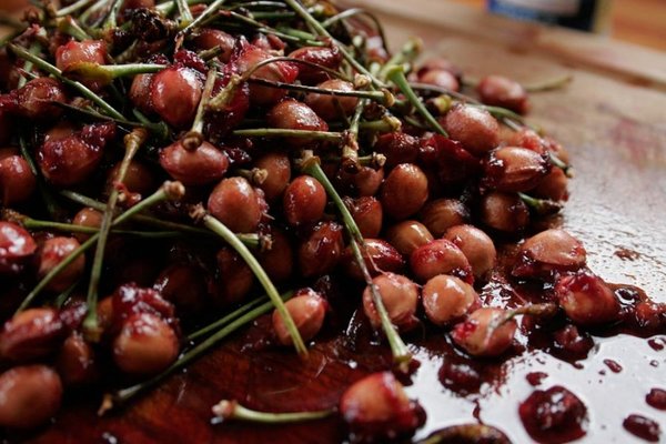 propagation of cherries by seeds