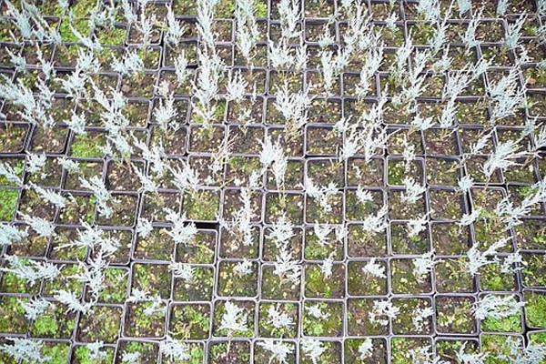 reproduction of juniper cuttings