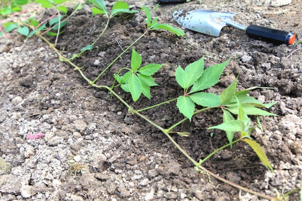 Vermehrung von Clematis durch Stecklinge im Sommer