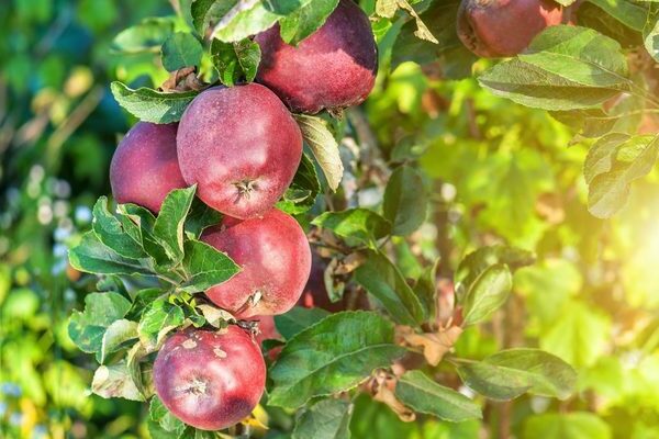 Beschreibung der Apfelsorte Red Delicious