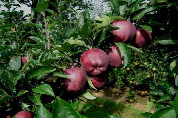 Beschreibung der Apfelsorte Red Delicious