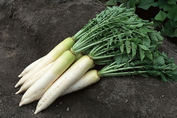 Wann Daikon-Rettich pflanzen?