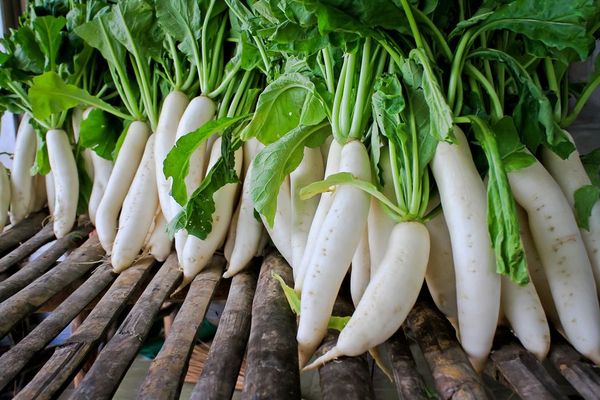 planting daikon radish