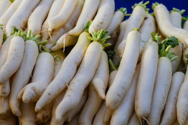 Rettich Daikon Pflege