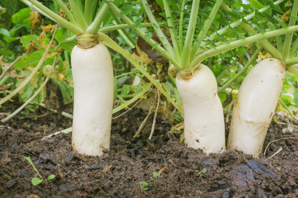 radish daikon