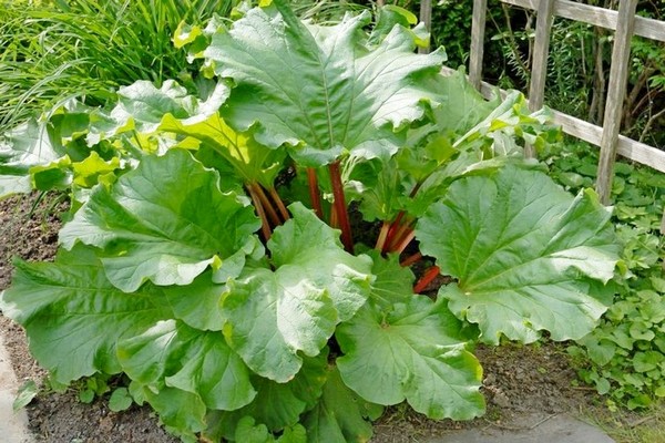 rhubarb varieties + and types of photos