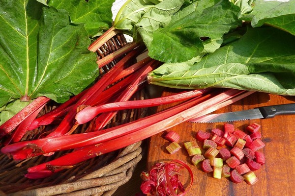 rhubarb varieties + and types of photos