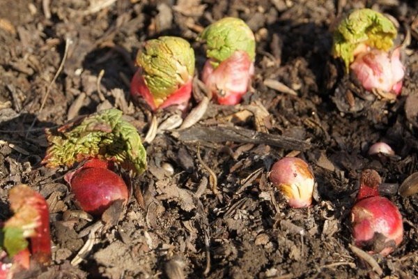 rhubarb variety