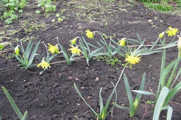 daffodil rip van winkle