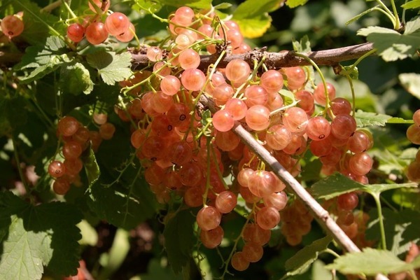 varieties of pink currant