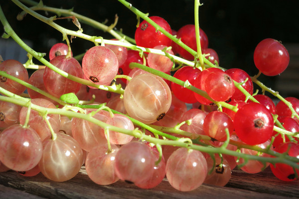 currant red pink