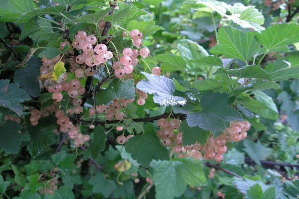 currant pink description