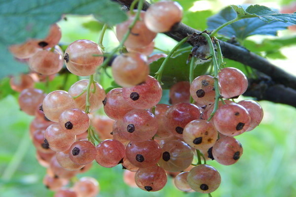 currant pink variety description