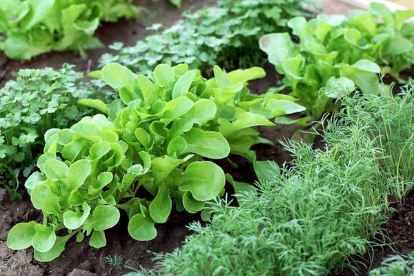 mga pagkakaiba-iba ng arugula + na may larawan + at mga pangalan