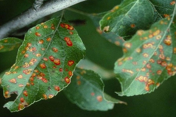 rust + on apple leaves + how to fight