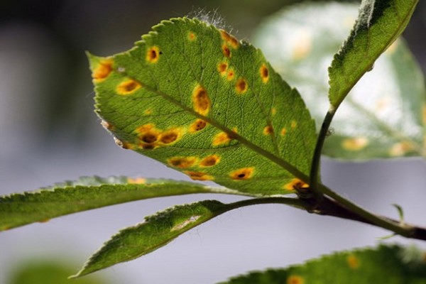 Rost + auf Apfelblättern + wie man kämpft