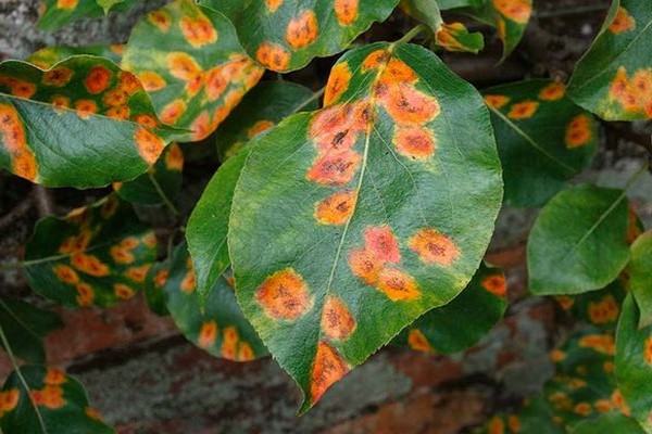 Rost + auf Apfelblättern + wie man kämpft