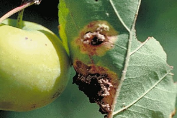 Das Auftreten von Rost am Apfelbaum