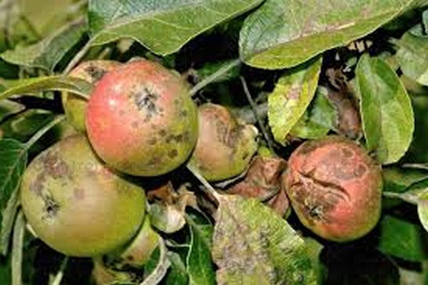 The appearance of rust on the apple tree